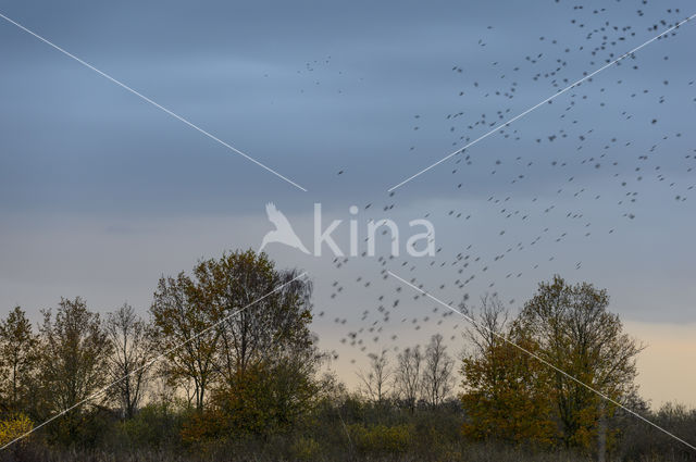 European Starling (Sturnus vulgaris)