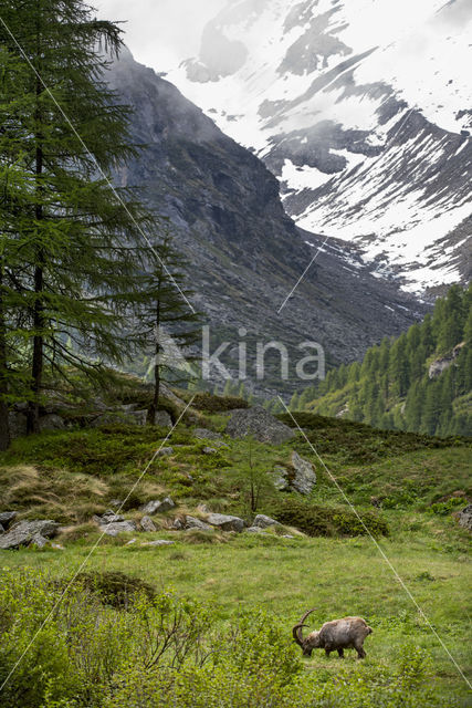 Ibex (Capra ibex)