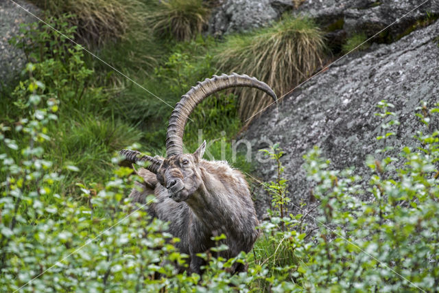 Ibex (Capra ibex)