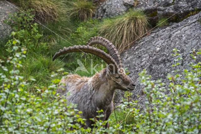 Steenbok (Capra ibex)