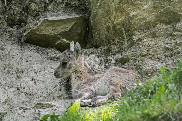 Steenbok (Capra ibex)