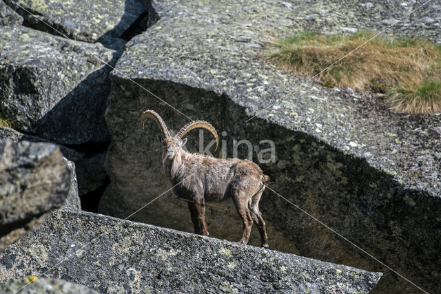 Steenbok (Capra ibex)