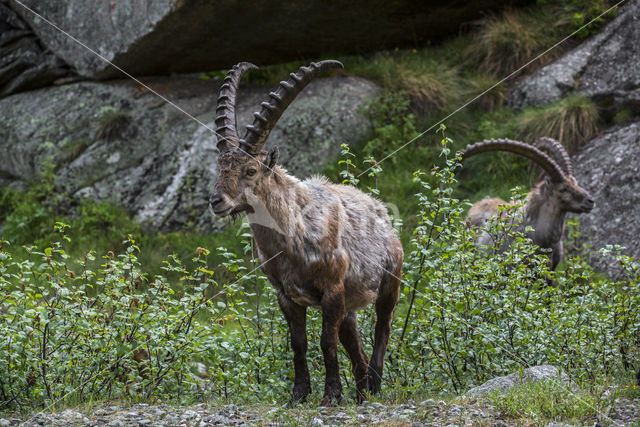 Steenbok (Capra ibex)