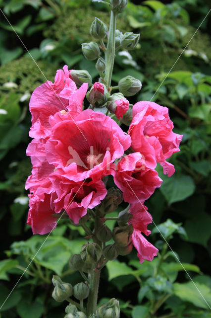 Stokroos (Alcea rosea)