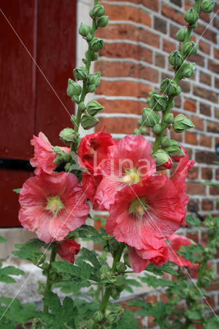 Stokroos (Alcea rosea)