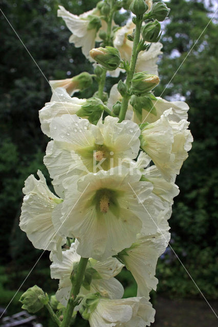 Hollyhock (Alcea rosea)