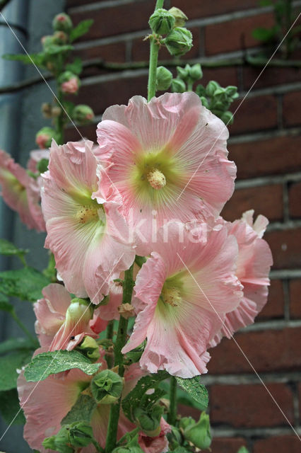 Hollyhock (Alcea rosea)