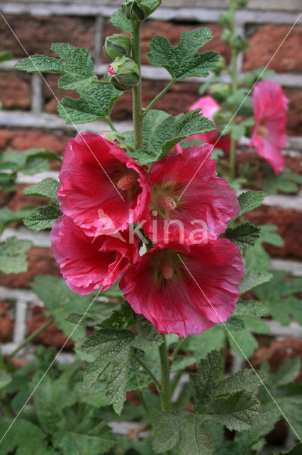 Stokroos (Alcea rosea)