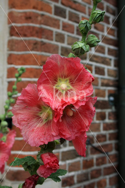 Stokroos (Alcea rosea)