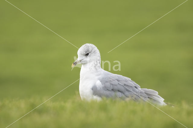 Stormmeeuw (Larus canus)