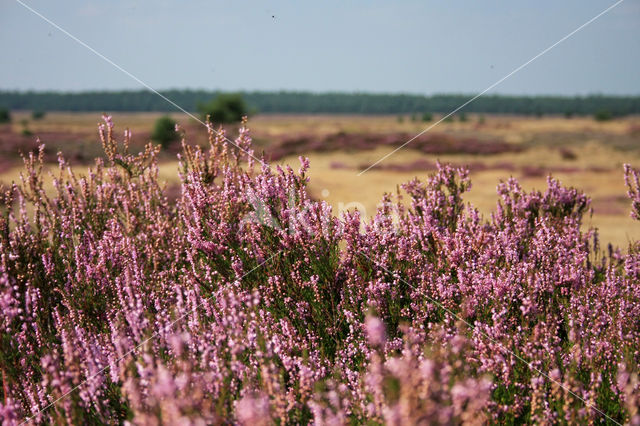 Struikheide