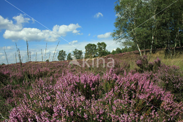 Struikheide