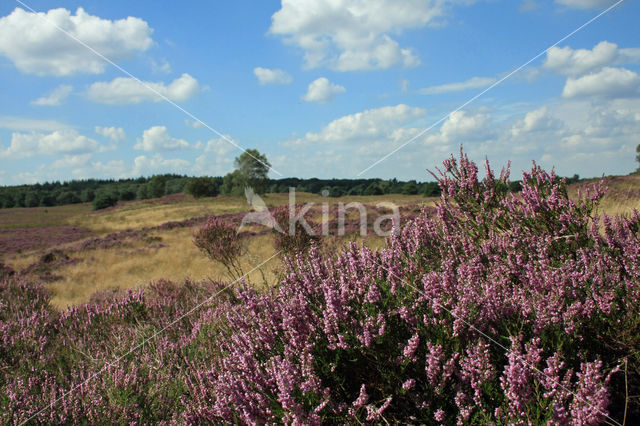 Struikheide