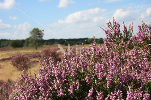 Struikheide