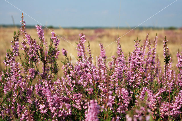 Struikheide