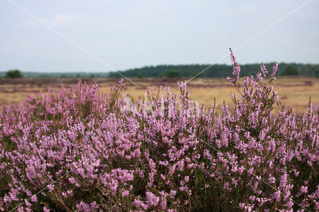 Struikheide