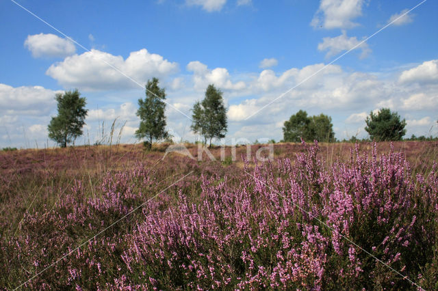 Struikheide