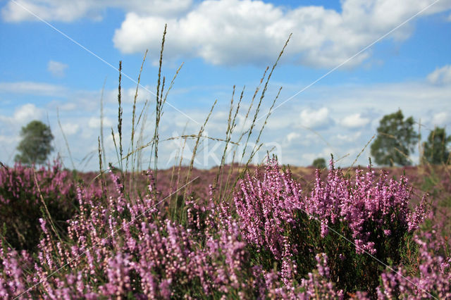 Struikheide