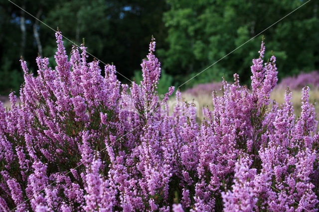 Heather