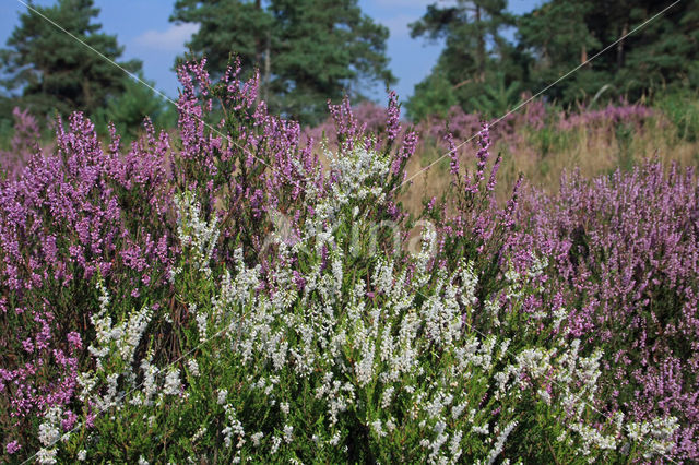 Heather