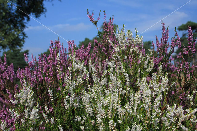 Heather