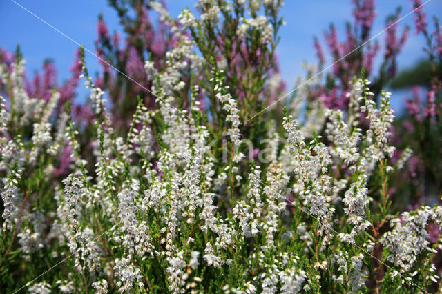 Heather
