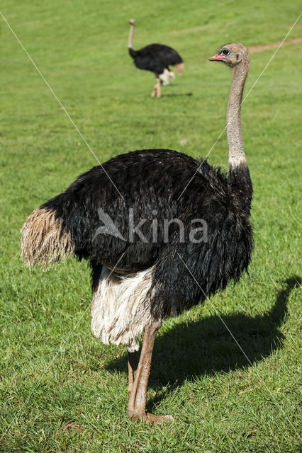 Struisvogel (Struthio camelus)