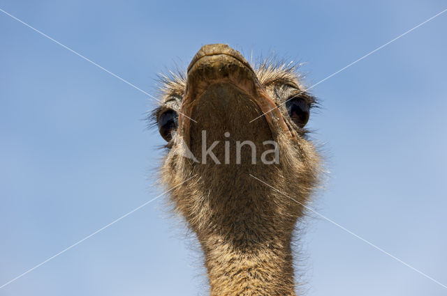 Struisvogel (Struthio camelus)