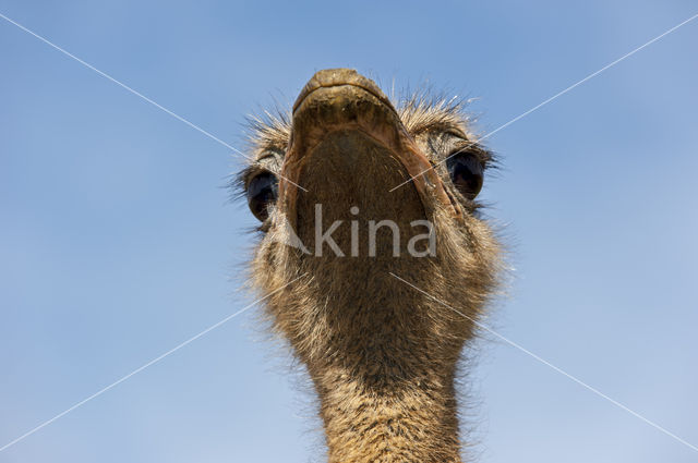 Ostrich (Struthio camelus)