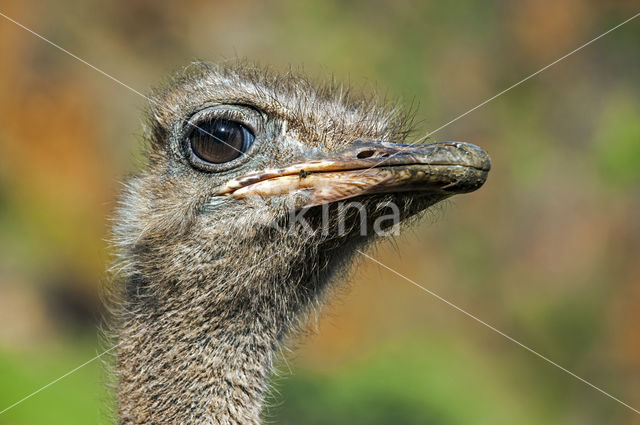 Ostrich (Struthio camelus)
