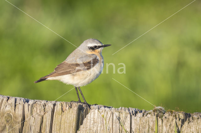 Northern Wheatear (Oenanthe oenanthe)