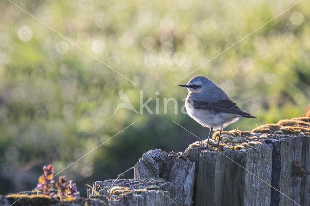 Northern Wheatear (Oenanthe oenanthe)