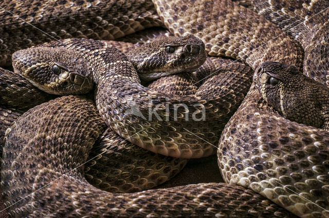 Texaanse ratelslang (Crotalus atrox)