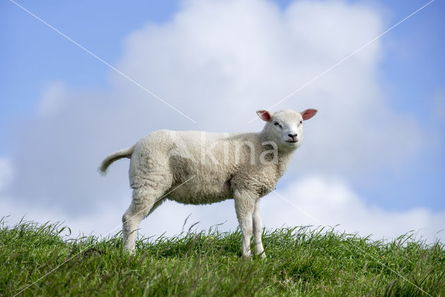 Texelaar schaap (Ovis aries)