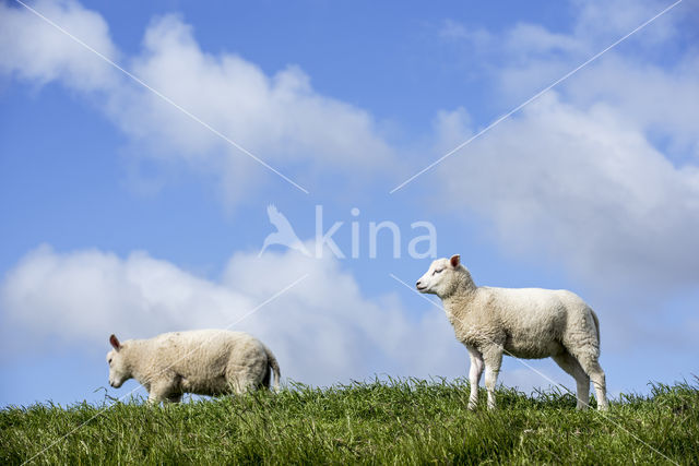 Domestic Texel sheep (Ovis aries)