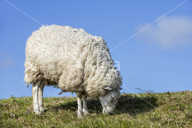 Texelaar schaap (Ovis aries)