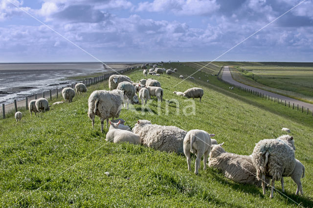 Domestic Texel sheep (Ovis aries)