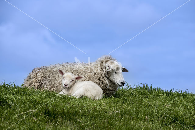 Domestic Texel sheep (Ovis aries)