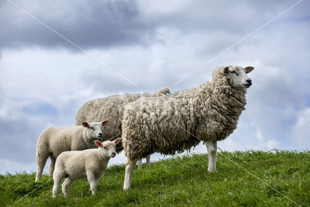 Domestic Texel sheep (Ovis aries)