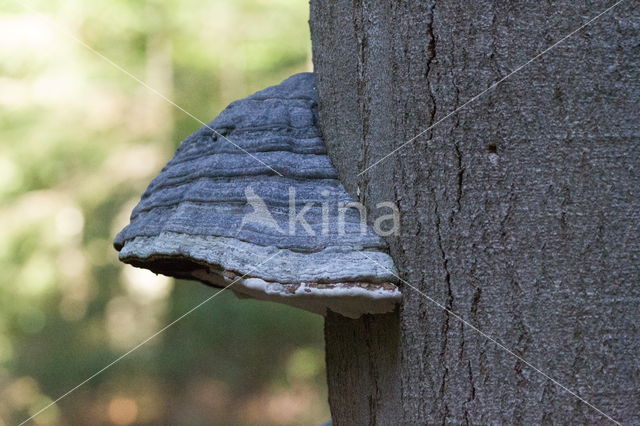 Tonderzwam (Ganoderma spec.)