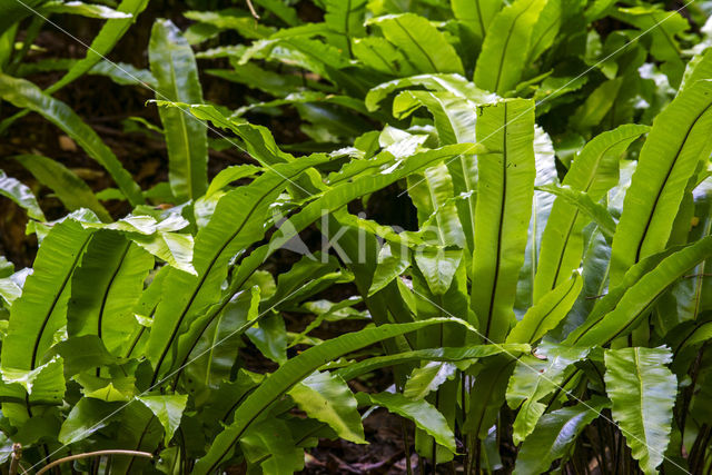 Hartstonque (Asplenium scolopendrium)