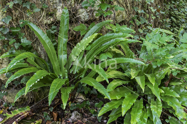 Tongvaren (Asplenium scolopendrium)