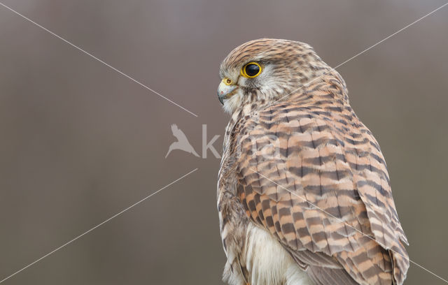 Common Kestrel (Falco tinnunculus)