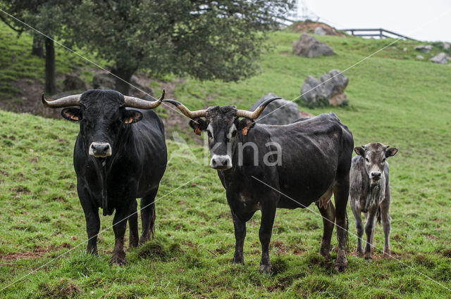 Tudanca cow (Bos domesticus)