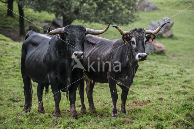 Tudanca koe (Bos domesticus)