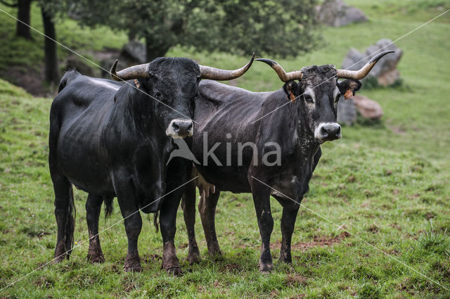 Tudanca cow (Bos domesticus)