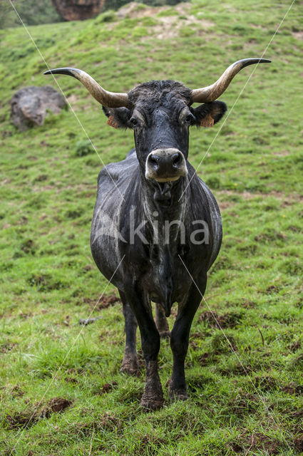 Tudanca cow (Bos domesticus)
