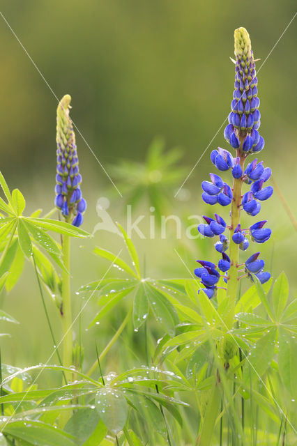 Garden Lupin (Lupinus polyphyllus)