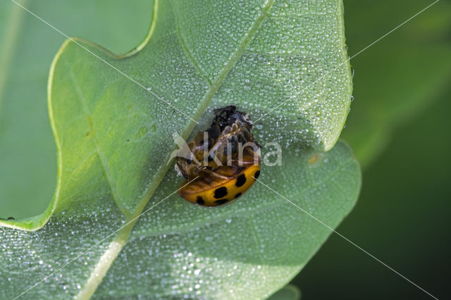 Veelkleurig aziatisch lieveheersbeestje (Harmonia axyridis)