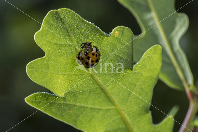 Veelkleurig aziatisch lieveheersbeestje (Harmonia axyridis)